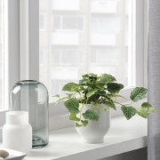 تصویر گیاه گلدانی مصنوعی فژکا