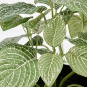 تصویر گیاه گلدانی مصنوعی فژکا